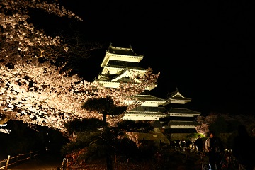 松本城夜桜１.jpg